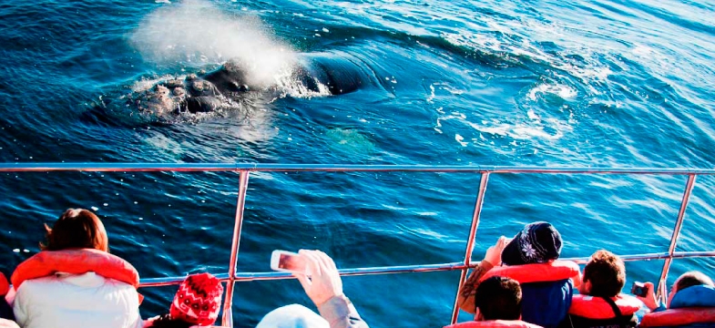 Un show natural en Puerto Madryn: arranca la temporada de ballenas