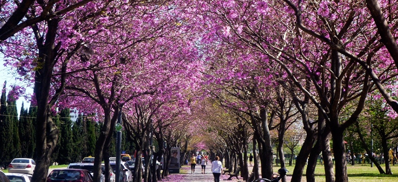 ¿Qué hacer en Rosario esta primavera?