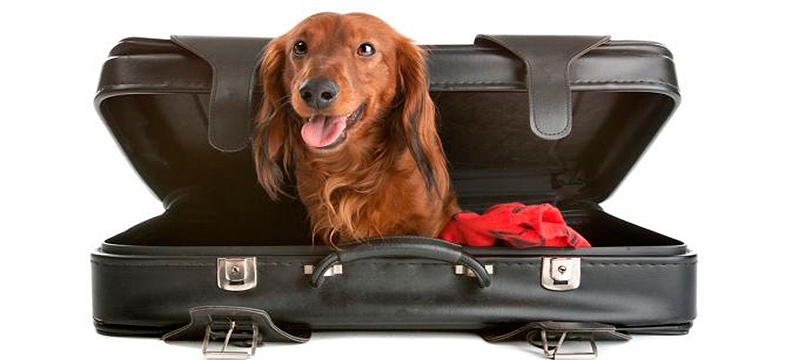 Todo lo que tenes que saber para viajar con tu mascota