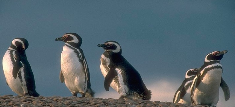 Una visita obligada: la pingüinera de Punta Tombo