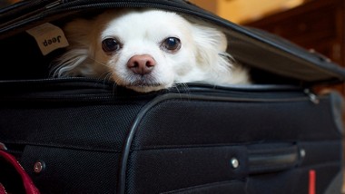 Consejos al viajar con tu mascota
