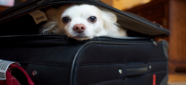 Consejos al viajar con tu mascota