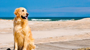 Pinamar: con el perro a la playa