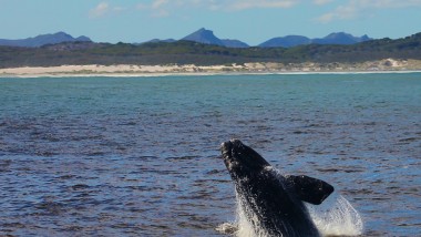 ¿Cuánto cuesta ver las ballenas en la Península Valdés?
