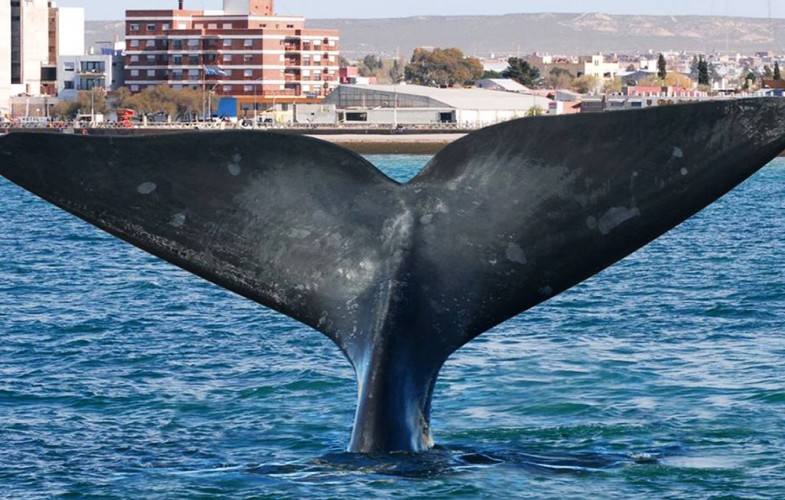 Más de 1000 ballenas visitan Chubut