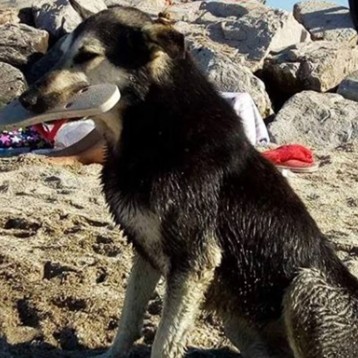 Un ladrón de 4 patas: el perrito furor en la Costa