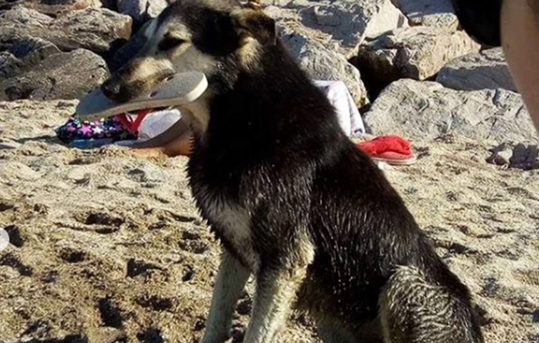 Un ladrón de 4 patas: el perrito furor en la Costa