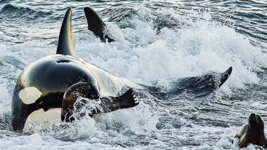 Empiezan a llegar las orcas a Chubut