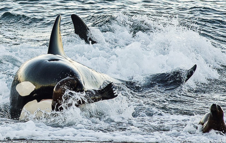 Empiezan a llegar las orcas a Chubut