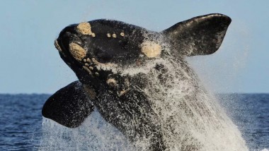¿Vas a Puerto Madryn? Mirá cuánto sale ver ballenas en la Península