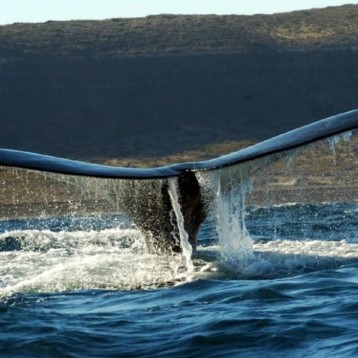 Península Valdés es el destino líder para el avistaje de ballenas