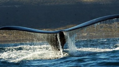 Península Valdés es el destino líder para el avistaje de ballenas