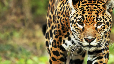 Fauna autóctona: 10 animales presentes en los Parques Nacionales de Argentina