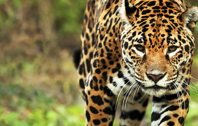Fauna autóctona: 10 animales presentes en los Parques Nacionales de Argentina
