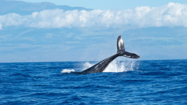 Puerto Madryn: en junio comienza la temporada de avistaje de ballenas